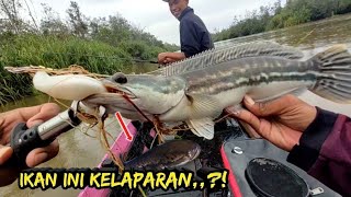 Disini ternyata masih ada ikannya‼️mancing hujan-hujan di spot yang pernah viral