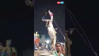 ऊंट कैसे नाच रहा 🐪| Amazing camel dance 🐪🥰| #shorts #camel #collectwilds