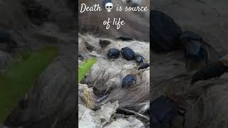 When death is source of life… / Quand la mort est source de vie… #nature #wildlife #nécrophage