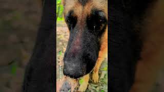 German shepherd and cute baby bird video #viral #trending #ytshort