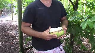 Visiting Lara Farms | Best tasting soursop I've ever had!