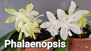 Phalaenopsis (호접란)