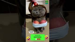 Cute Cat , funny  Cat , Laugh with the Cat