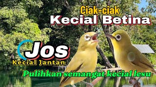 Ciak-ciak kecial kuning betina dan jos kecial kuning jantan bikin gacor seketika kecial yang dengar