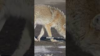 Facts About The Coyote