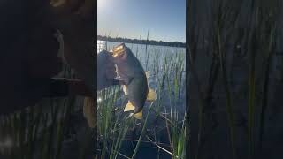 Bass on Lake Rousseau FL