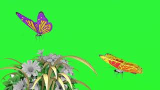 Green screen butterfly and Flowers || #kinemaster_effect #greenscreen