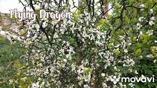 Flying Dragon Poncirus trifoliata