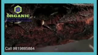 Termite control in the same Termite colony Services | Pest Control