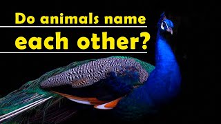 Do animals give each other names?