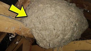 Homeowner Thought He Found a Wasp’s Nest, But What Was Really Lurking In The Attic Was Much Worse