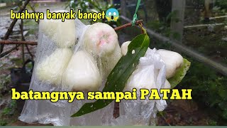 MENAKJUBKAN JAMBU CITRA berbuah banyak. batangnya sampai patah.. TABULAMPOT