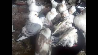 Fancy Pigeon in Pakistan Fancy Pigeons - Birds in Pakistan