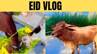 EID VLOG || SAB GHOSHT MAIN MASROOF || Pakao Or Khao