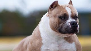 los mejor perros de american bully #perros