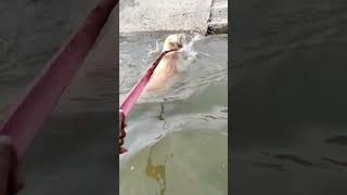 Dog Funny Video🤣😅😂#shorts