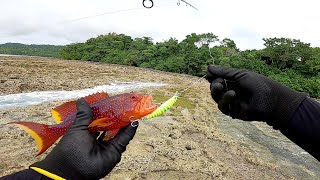 Tidak disangka! Mancing casting sehabis badai bisa strike bluefin, kakap dan kerapu