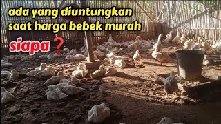 ada yang sangat diuntungkan saat harga bebek murah! siapa dia?