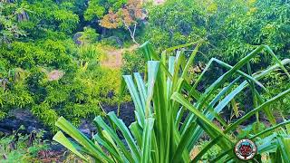 BEAUTIFUL SCENERY OF NANANU VILLAGE SURROUNDING AREA, VATUKALOKO HIGHLANDS RA, FIJI.