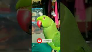 Parrot Talking and sounds