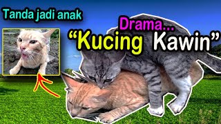 Kucing kawin suara betina birahi