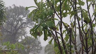 Rain Sounds for Ultimate Nature Relaxation