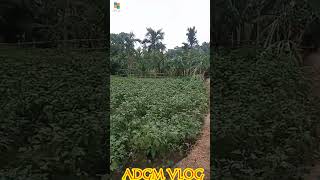 রাতের প্রহর শেষে / Village view @ADGMVLOG21 #trending #shortvideo #travel #nature  #adgmvlog