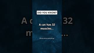 A cat has 32 muscles... #shorts #facts