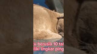 fakta kucing oren