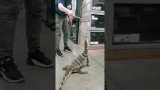 Asian Water Monitor Feeding