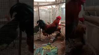 Babon Aky - Ayam Kampung Yudistira . #ayamkampungyudistira @aryochickenfarm679