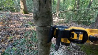 Hinge cutting invasive holly trees for deer habitats and forestry management