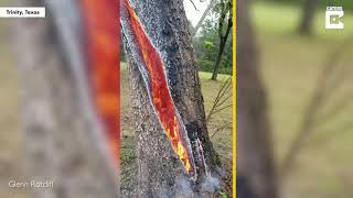 Inside of tree set ablaze by lightning strike