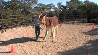 Donkey learns to side pass