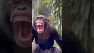 #shorts #trending #monkey #comedyshorts #comedy #funnyvideo #usa #fypシ゚viral #youtube #monkeyvideo