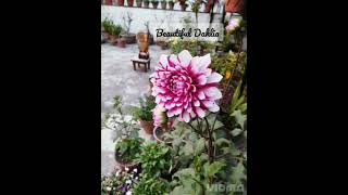 Beautiful Dahlia 😊😃💐 #viralshorts  #gardeningshorts