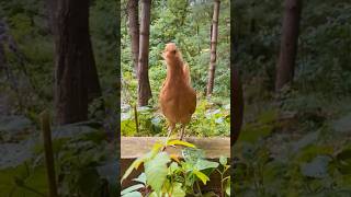 ஏரில தான் கப்பல பாக்க முடியும் டி 🐓🐔 #funny_chicken #kozhi_koothugal #funny #shorts 😂🤣😅