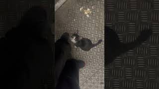 Kasi makan kucing liar. Feeding stray cat #cat #catstreetlovers #kucing #straycat #jakarta #catlover