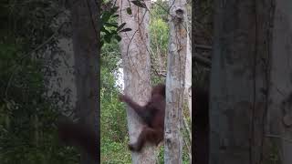 Wild Orangutan! #orangutan #apes #primates #wildlife #animals #cuteanimals #jungle #borneo #safari