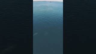 Dolphins seen from drone