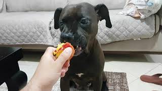 how not to feed Nectarine to your dog.