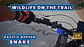 Wildlife on the Bike Trail | Pacific Gopher Snake | Vivaldi Park | Henderson Nevada