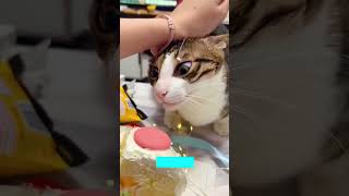 ❤️🐈 Funny cats ❤️🐈 , ❤️Cute cats #CatHouse  episode 297