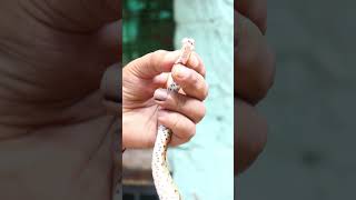 छोटे पंछी के घर घुसा साँप🐍😱 | india most venomous snake #shorts #snake