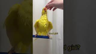 What To Do If Your Parrot Do Not Take Shower. How To Shower.Bath Parrot. He Really Loves His Shower.