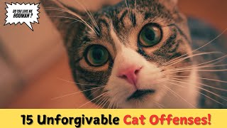 15 Things Your Cat Will Never Forgive You For!