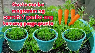 TAMANG PARAAN SA PAGPUPUNLA NG CARROTS ,ALAMIN AT KUMITA SA PAGTATANIM NG CARROTS