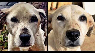 Dog Transformed By the Kindness of Strangers!