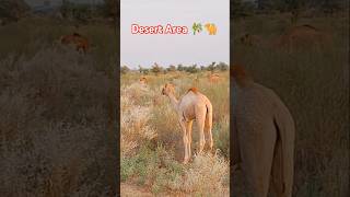 Beautiful Baby Camel #ytshorts #camellove #camelfarm #shorts #camellife #camelculture