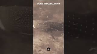 World Whale Shark Day 🦈